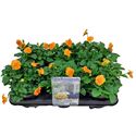 Afbeelding van Viola P12 New Oranje